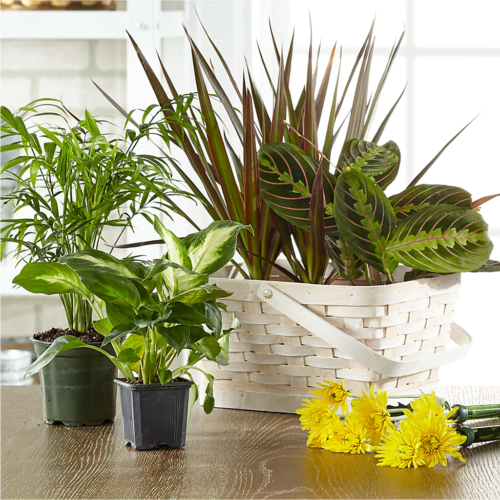 Florist Designed Blooming and Green Plants in a Basket – Your Beautiful Flowers, Scranton PA