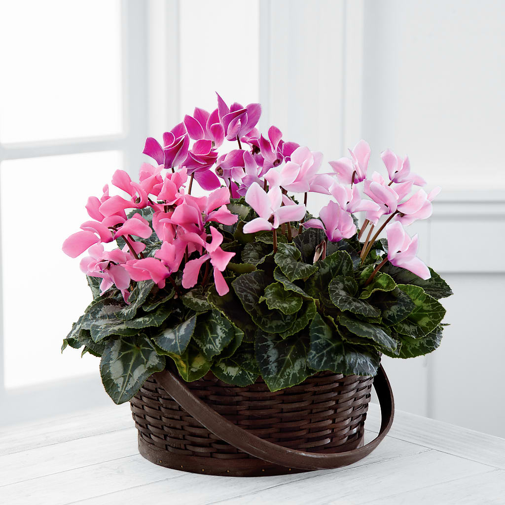Mixed Cyclamen Planter – Your Beautiful Flowers, Scranton PA