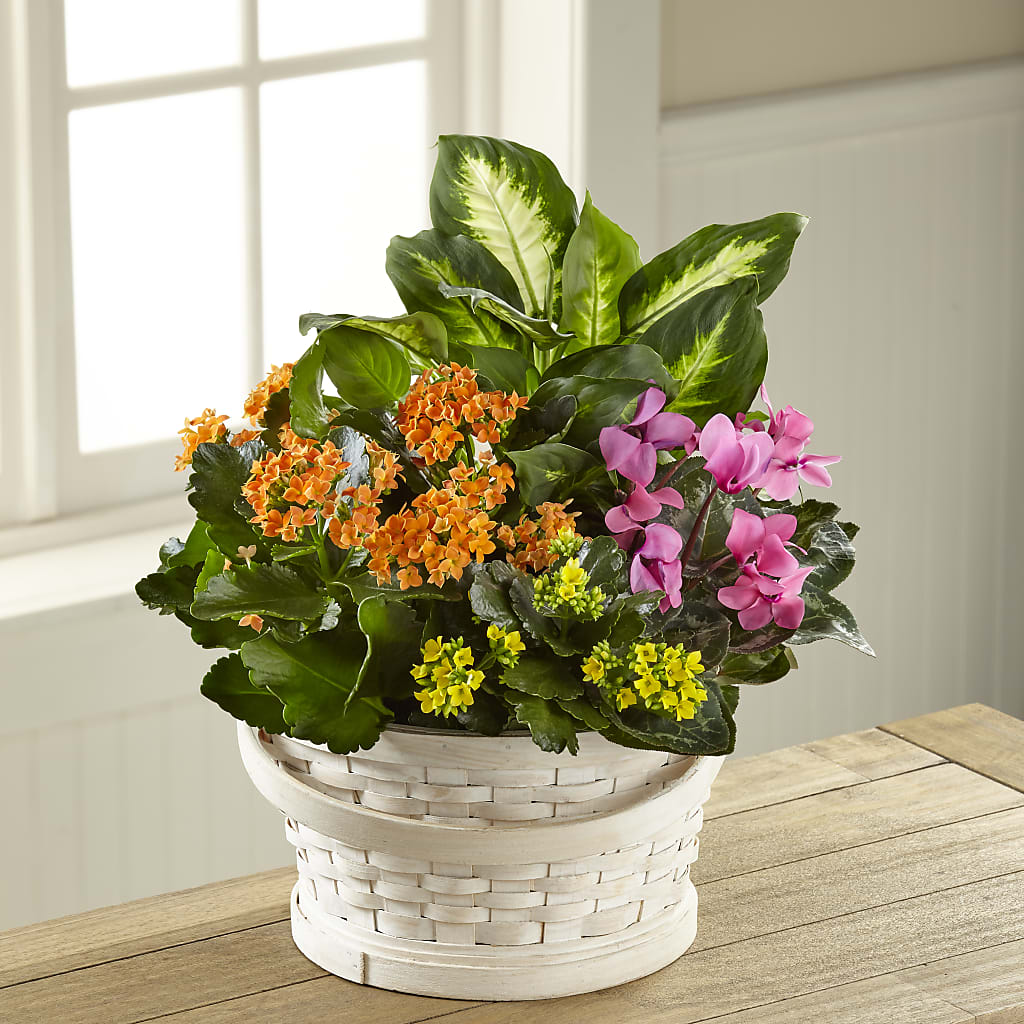 Color Crush Dishgarden – Your Beautiful Flowers, Scranton PA