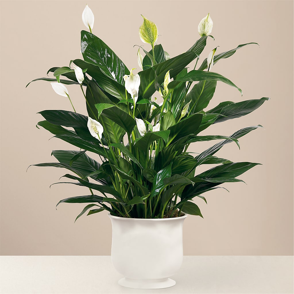 Comfort Planter – Your Beautiful Flowers, Scranton PA