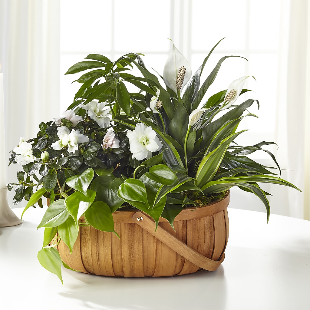 Serene Dishgarden – Your Beautiful Flowers, Scranton PA