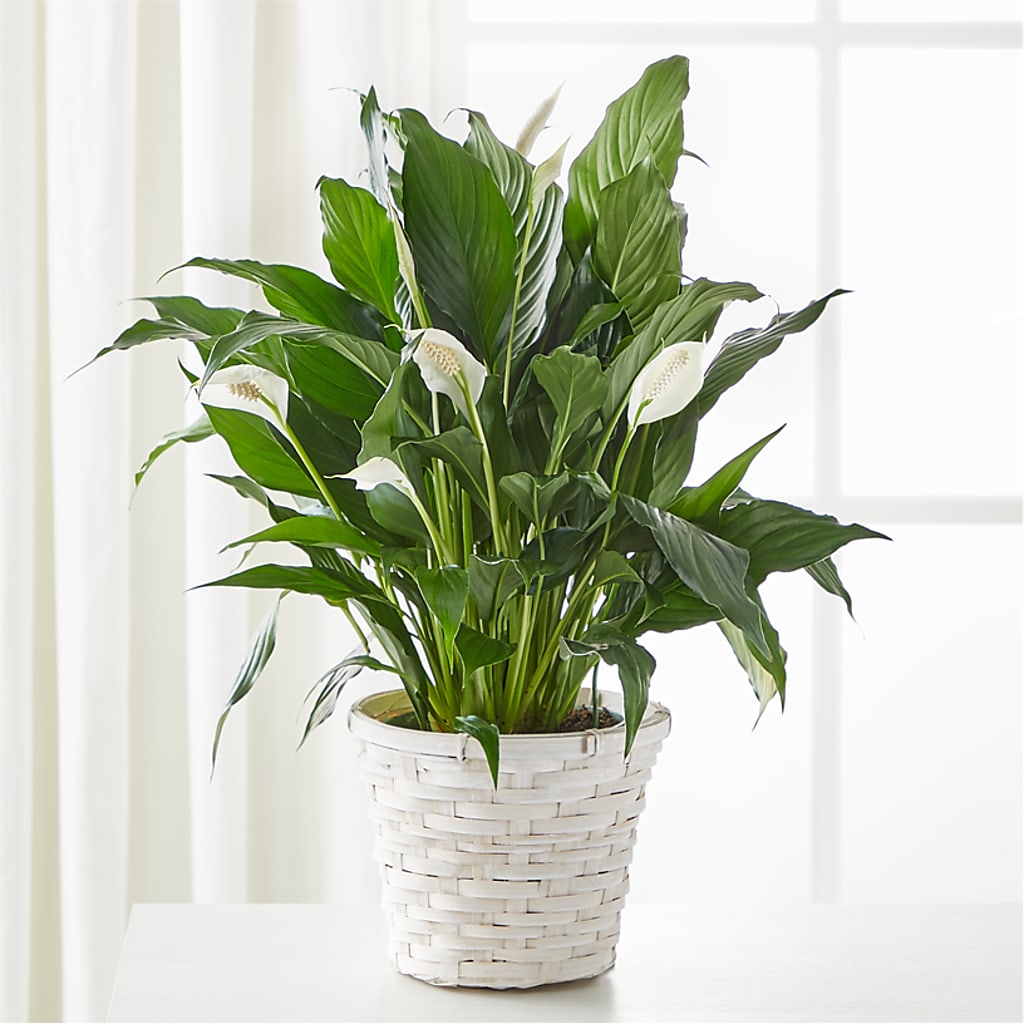 A New Leaf Peace Lily – Your Beautiful Flowers, Scranton PA