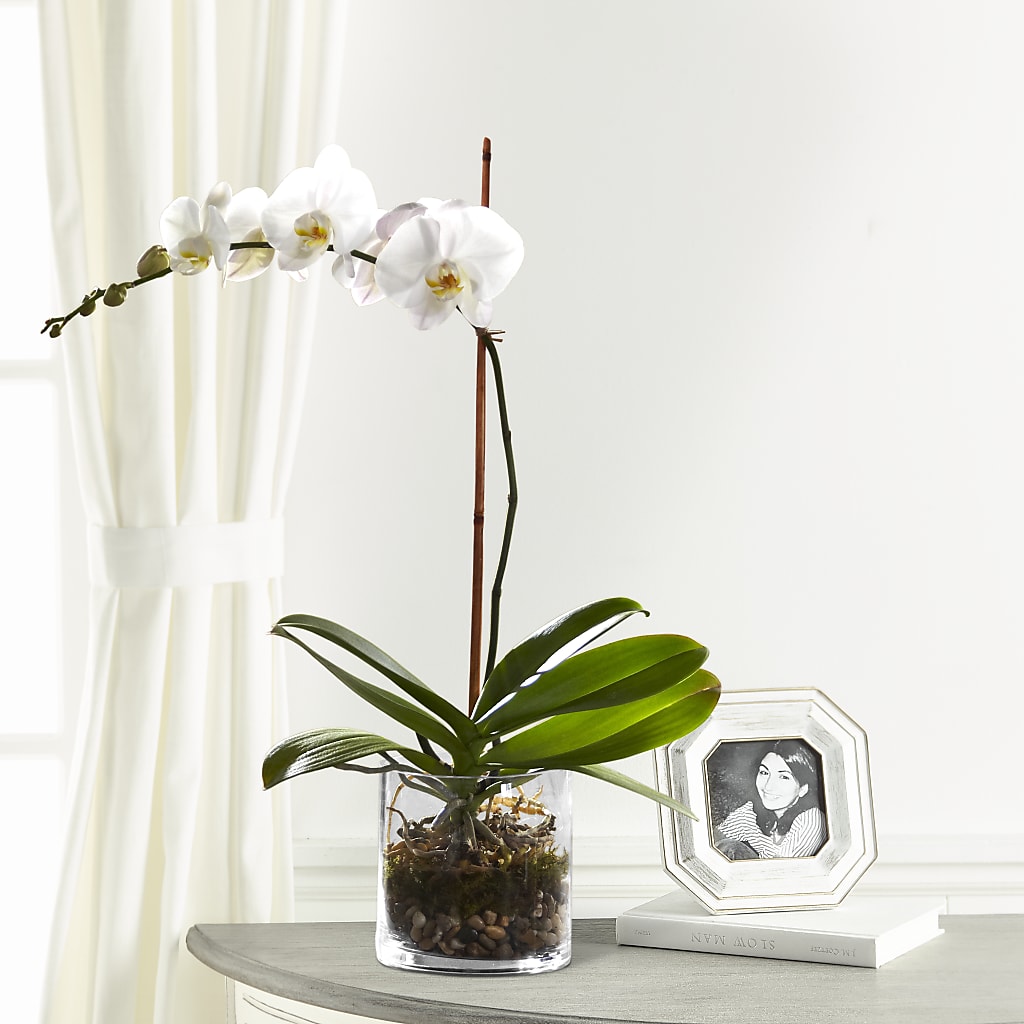 White Orchid Planter – Your Beautiful Flowers, Scranton PA