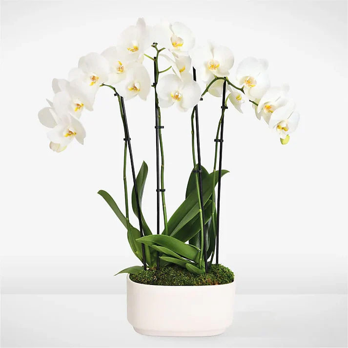 White Elegance Orchid