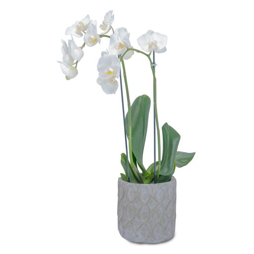 White Elegance Orchid – Your Beautiful Flowers, Scranton PA