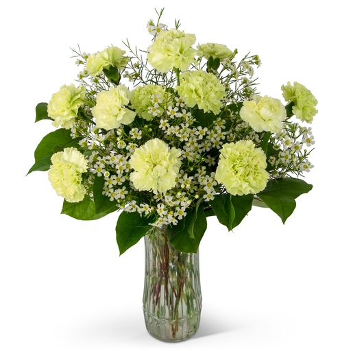 A Dozen Sweet Green Carnations – Your Beautiful Flowers, Scranton PA
