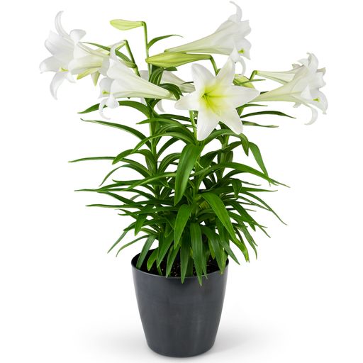 Grande Easter Lily – Your Beautiful Flowers, Scranton PA