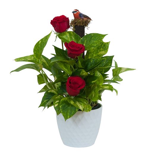 Green plant in ceramic with fresh roses – Your Beautiful Flowers, Scranton PA