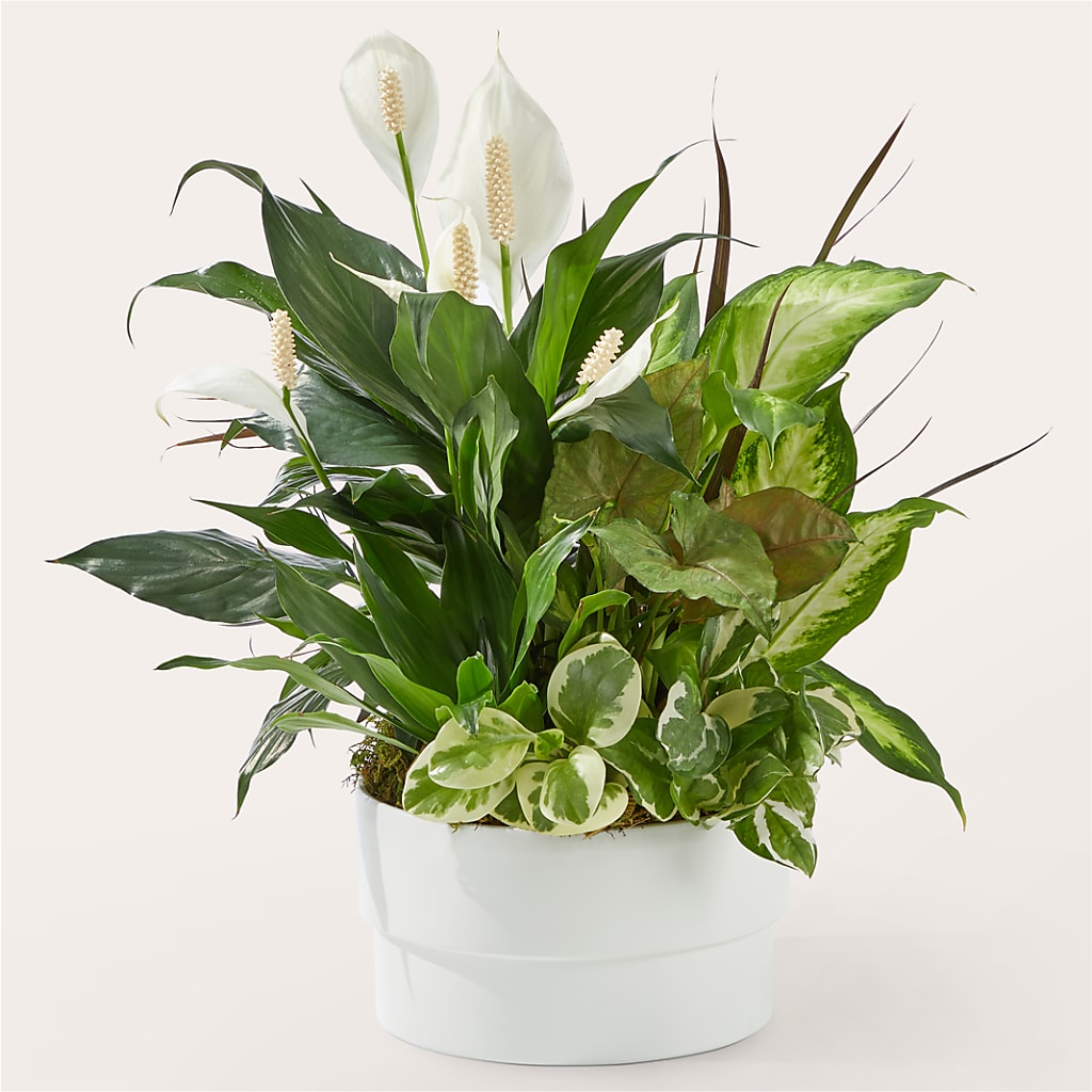 Radiating Positivity Dishgarden – Your Beautiful Flowers, Scranton PA