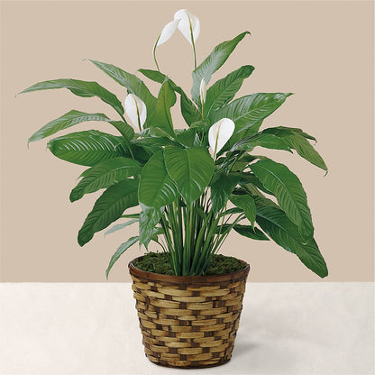 Tranquil Moments Peace Lily Plant –  Your Beautiful Flowers, Scranton PA