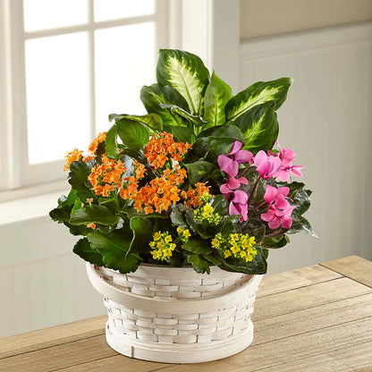 Color Crush Dishgarden –  Your Beautiful Flowers, Scranton PA