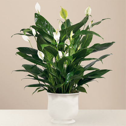Comfort Planter –  Your Beautiful Flowers, Scranton PA