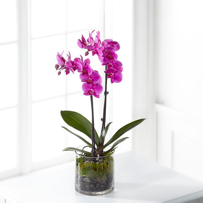 Pink Orchid Plant –  Your Beautiful Flowers, Scranton PA