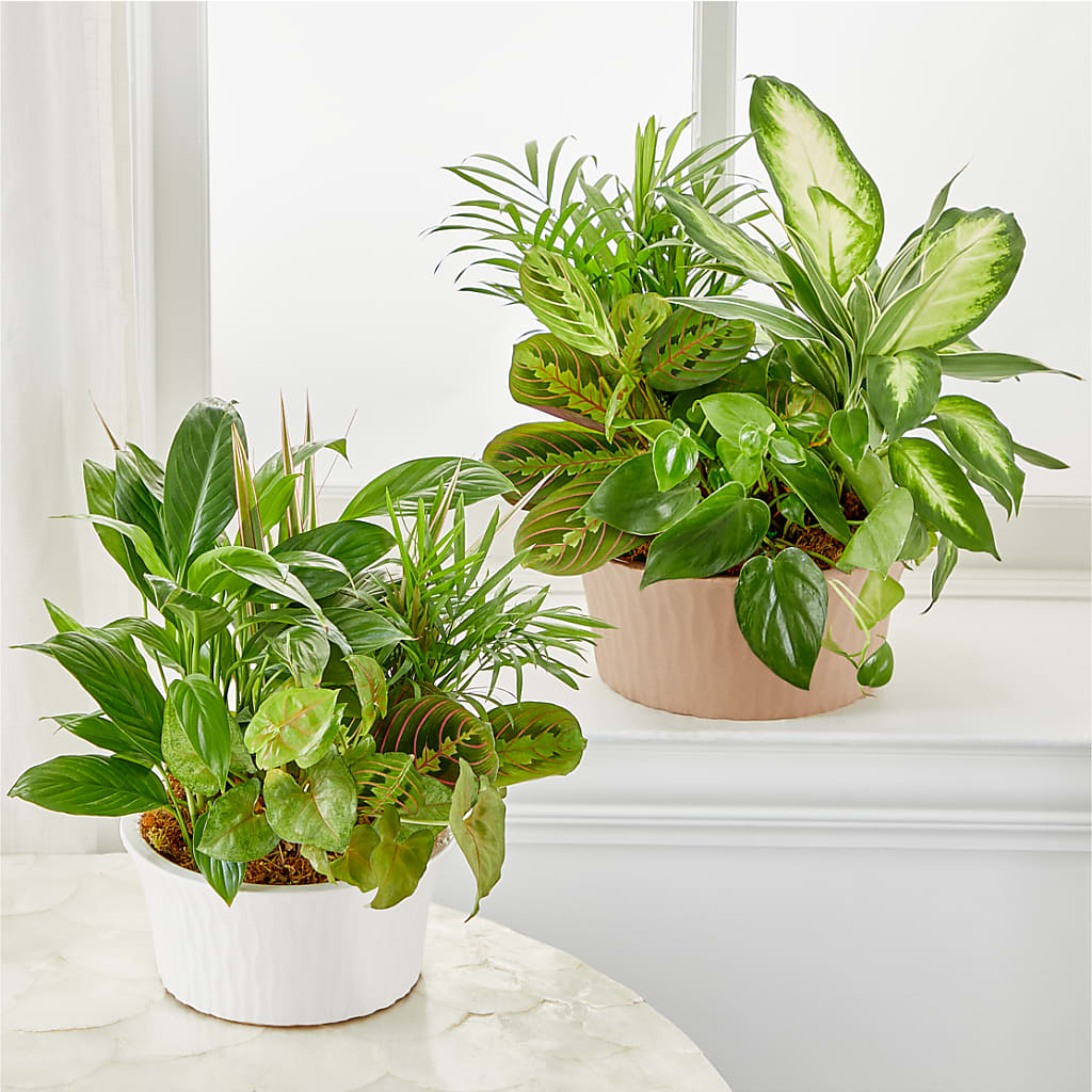 Balance & Harmony Dishgarden –  Your Beautiful Flowers, Scranton PA