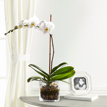 White Orchid Planter –  Your Beautiful Flowers, Scranton PA