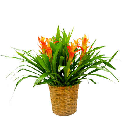 Bromeliad Basket –  Your Beautiful Flowers, Scranton PA