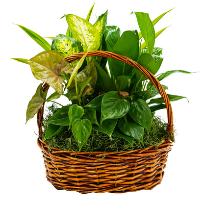 Around We Go Mixed Basket –  Your Beautiful Flowers, Scranton PA