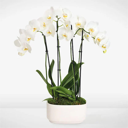 White Elegance Orchid