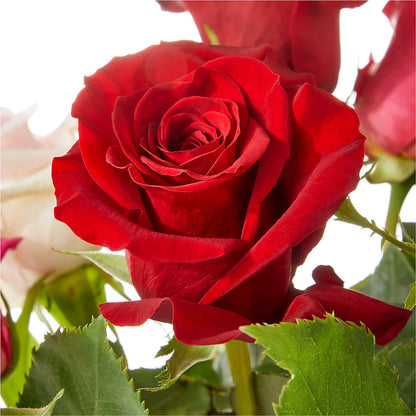Love Notes Rose Bouquet –  Your Beautiful Flowers, Scranton PA