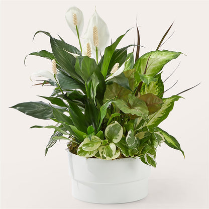 Radiating Positivity Dishgarden –  Your Beautiful Flowers, Scranton PA